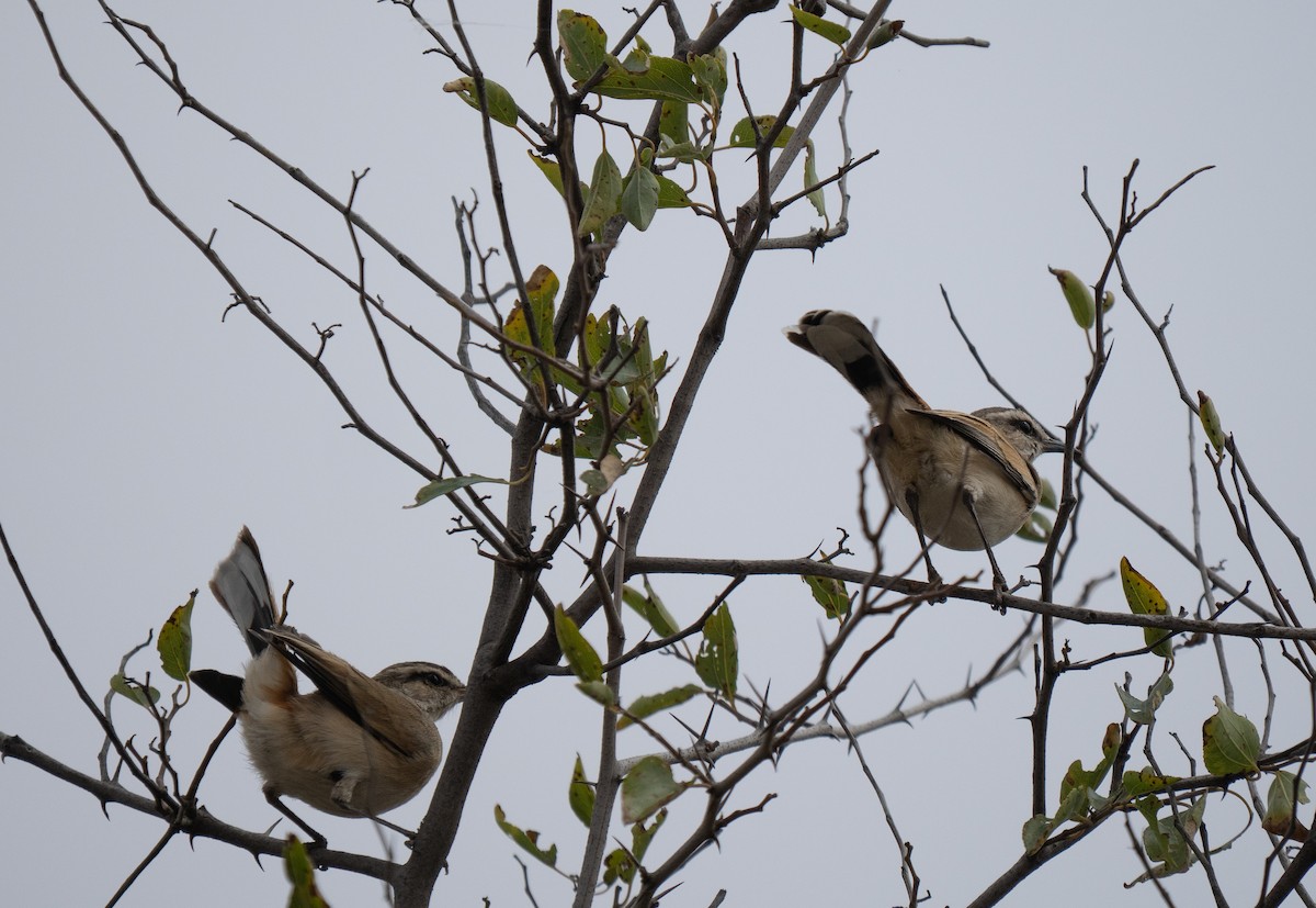 Kalahari Scrub-Robin - ML646440883