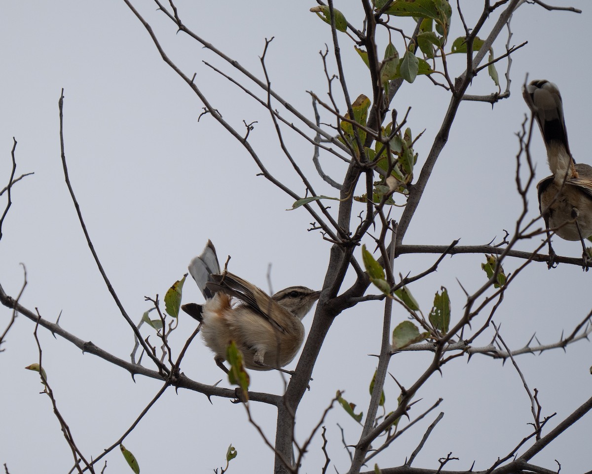 Kalahari Scrub-Robin - ML646440884