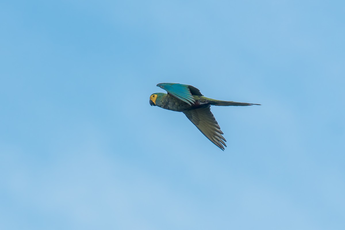 Red-bellied Macaw - ML646440886
