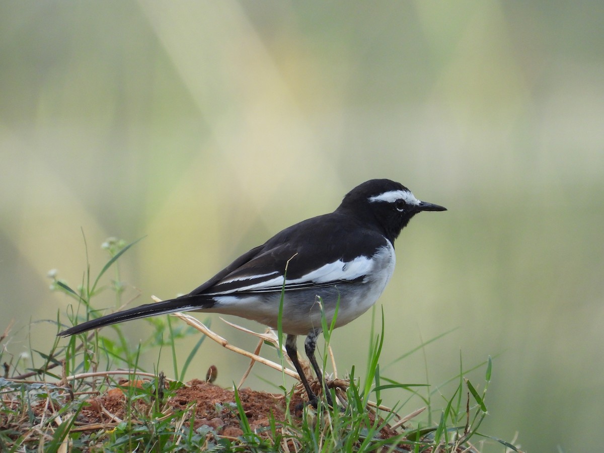 White-browed Wagtail - ML646440888