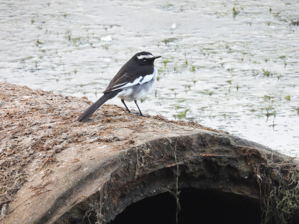 White-browed Wagtail - ML646440889