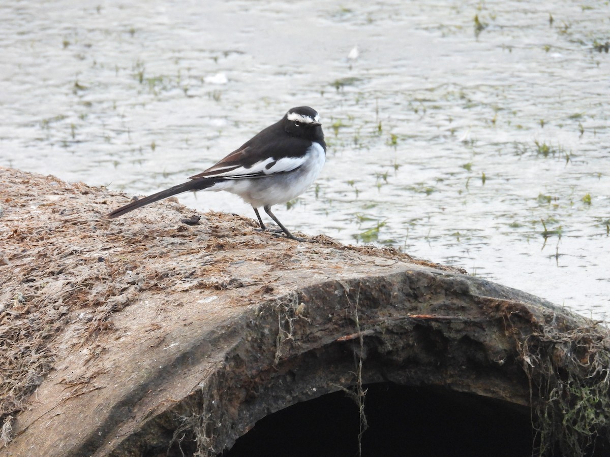 White-browed Wagtail - ML646440890