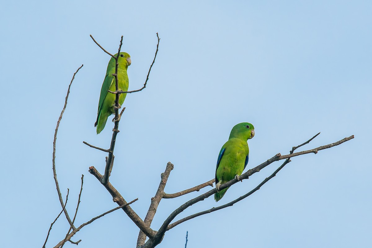 Cobalt-rumped Parrotlet - ML646440892