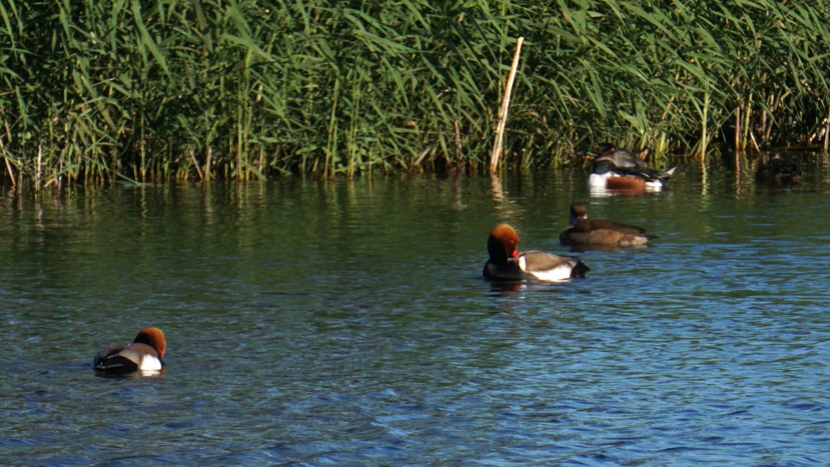 Red-crested Pochard - ML646440893