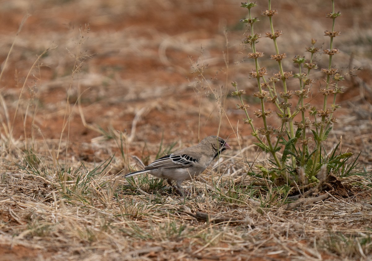 Scaly Weaver - ML646440894