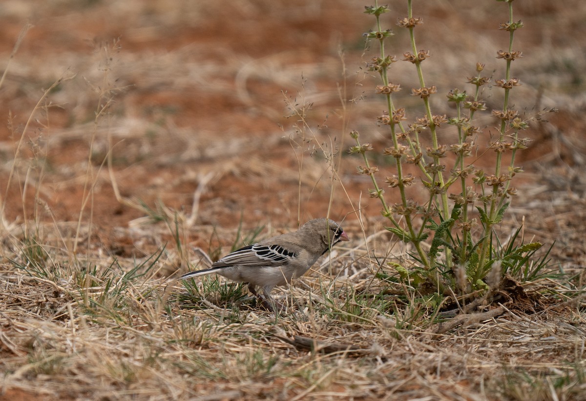 Scaly Weaver - ML646440895