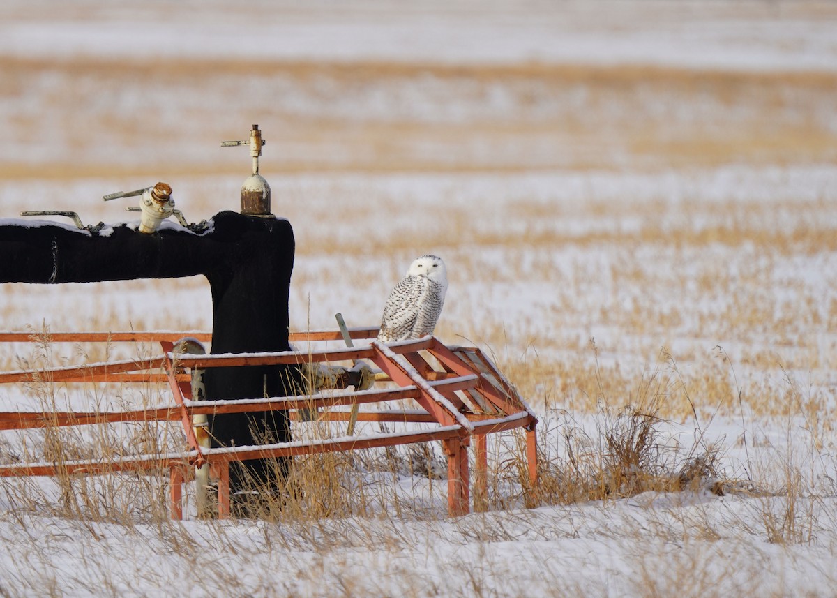 Snowy Owl - ML646440897