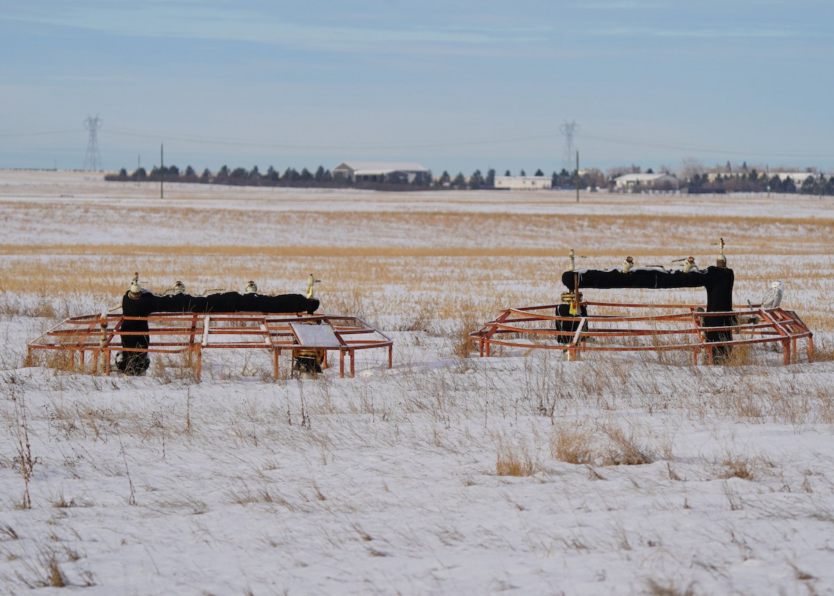 Snowy Owl - ML646440898