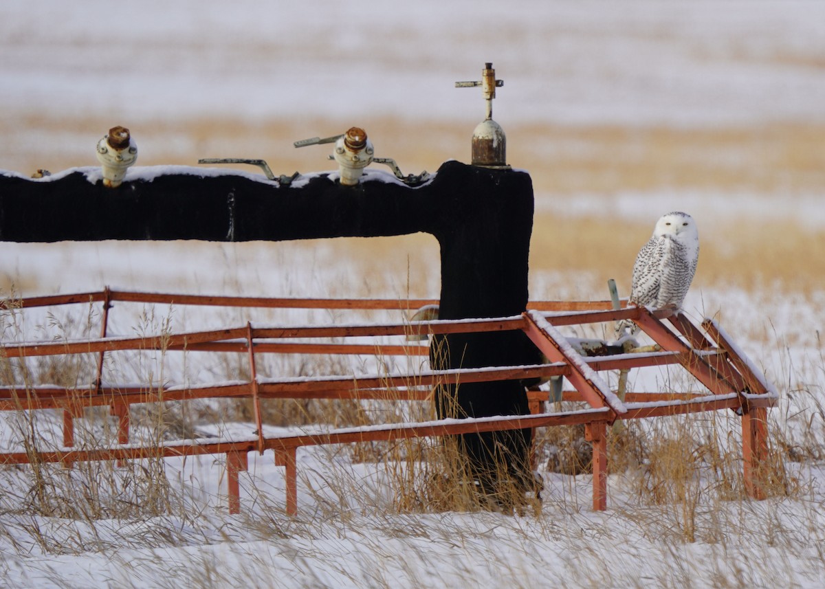 Snowy Owl - ML646440899