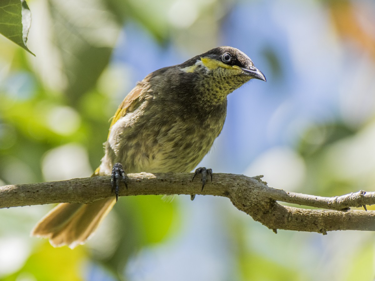 Mangrove Honeyeater - ML646440900
