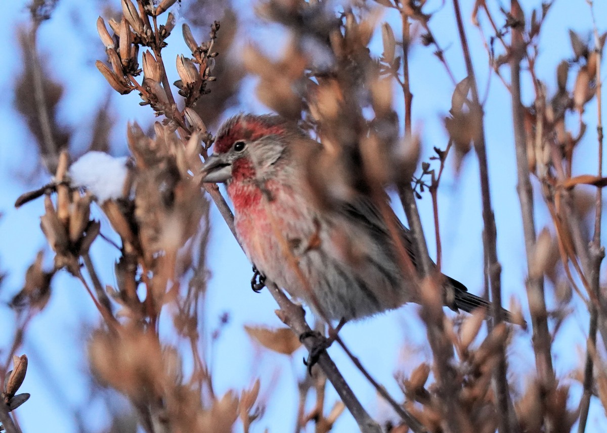 House Finch - ML646440901