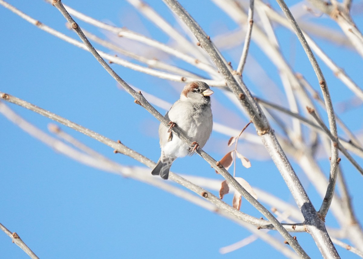 House Sparrow - ML646440903