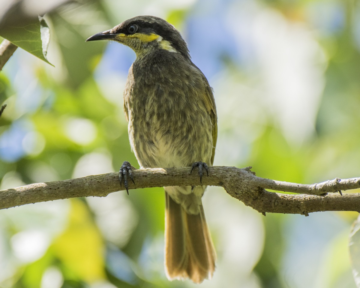 medosavka mangrovová - ML646440904