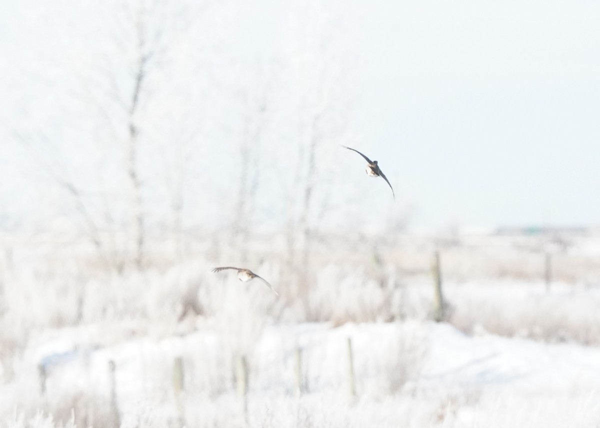 Gray Partridge - ML646440910