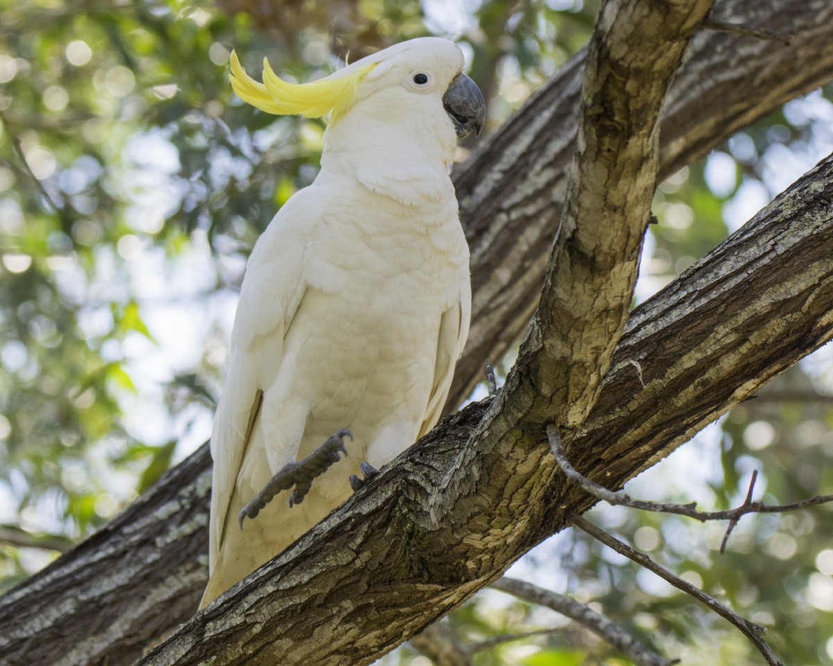 kakadu žlutočečelatý - ML646440922