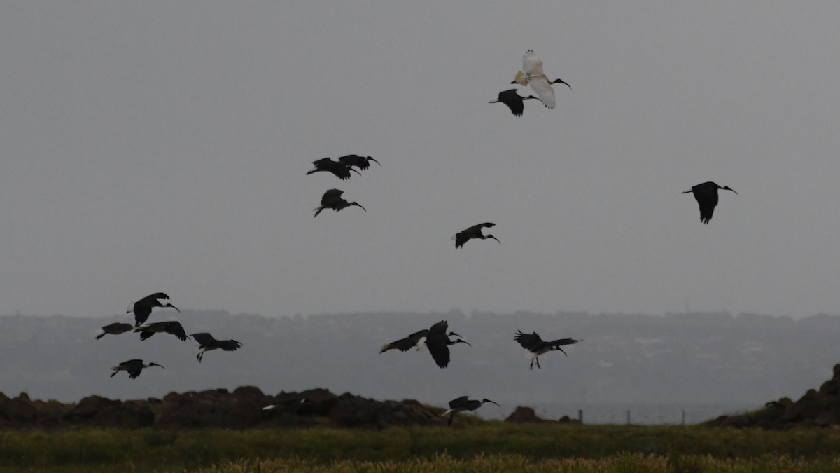 ムギワラトキ - ML646440923