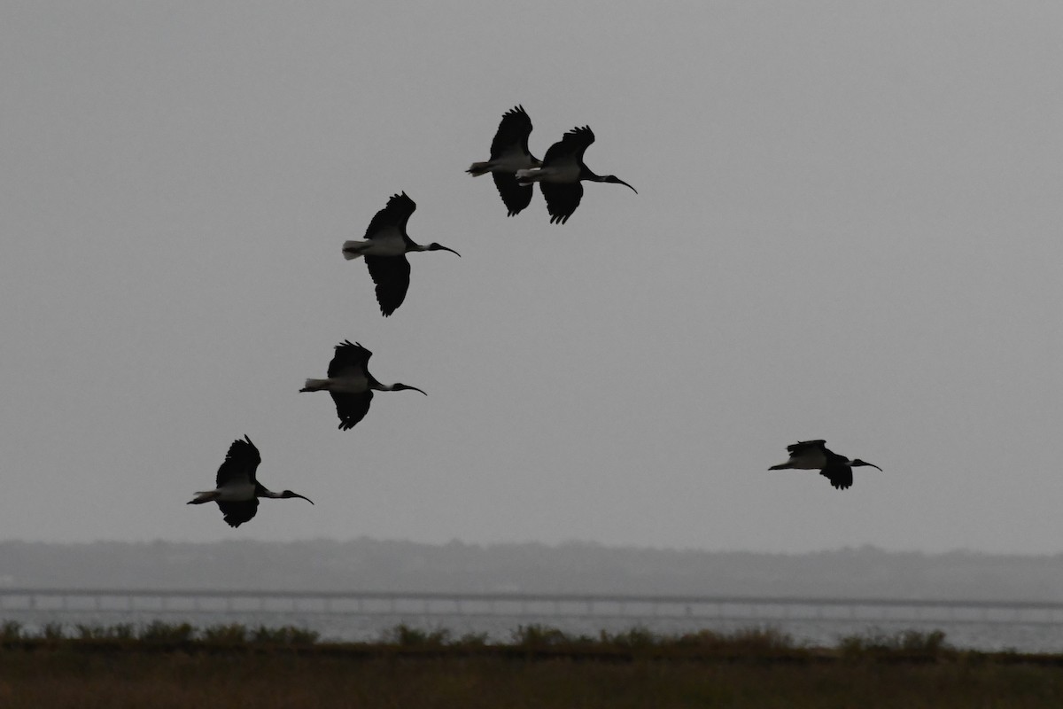 ムギワラトキ - ML646440924