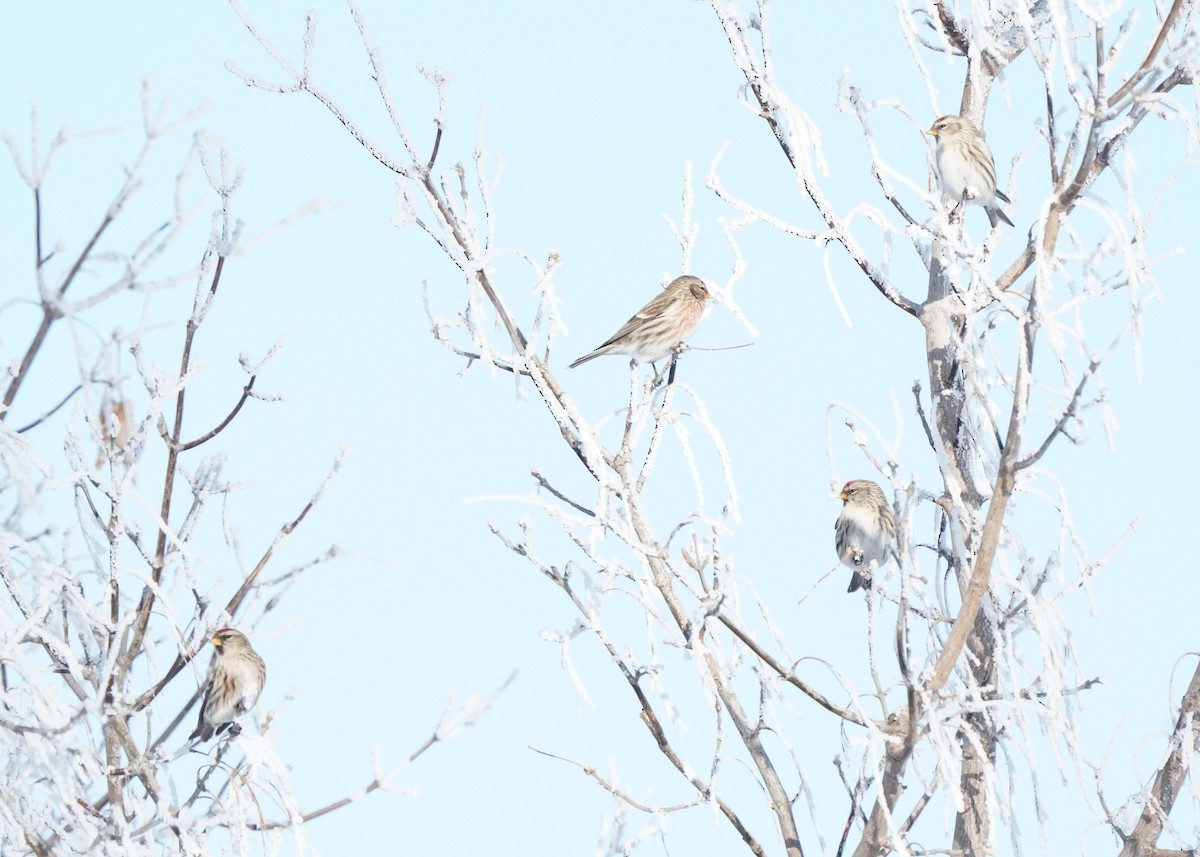 Redpoll - ML646440925