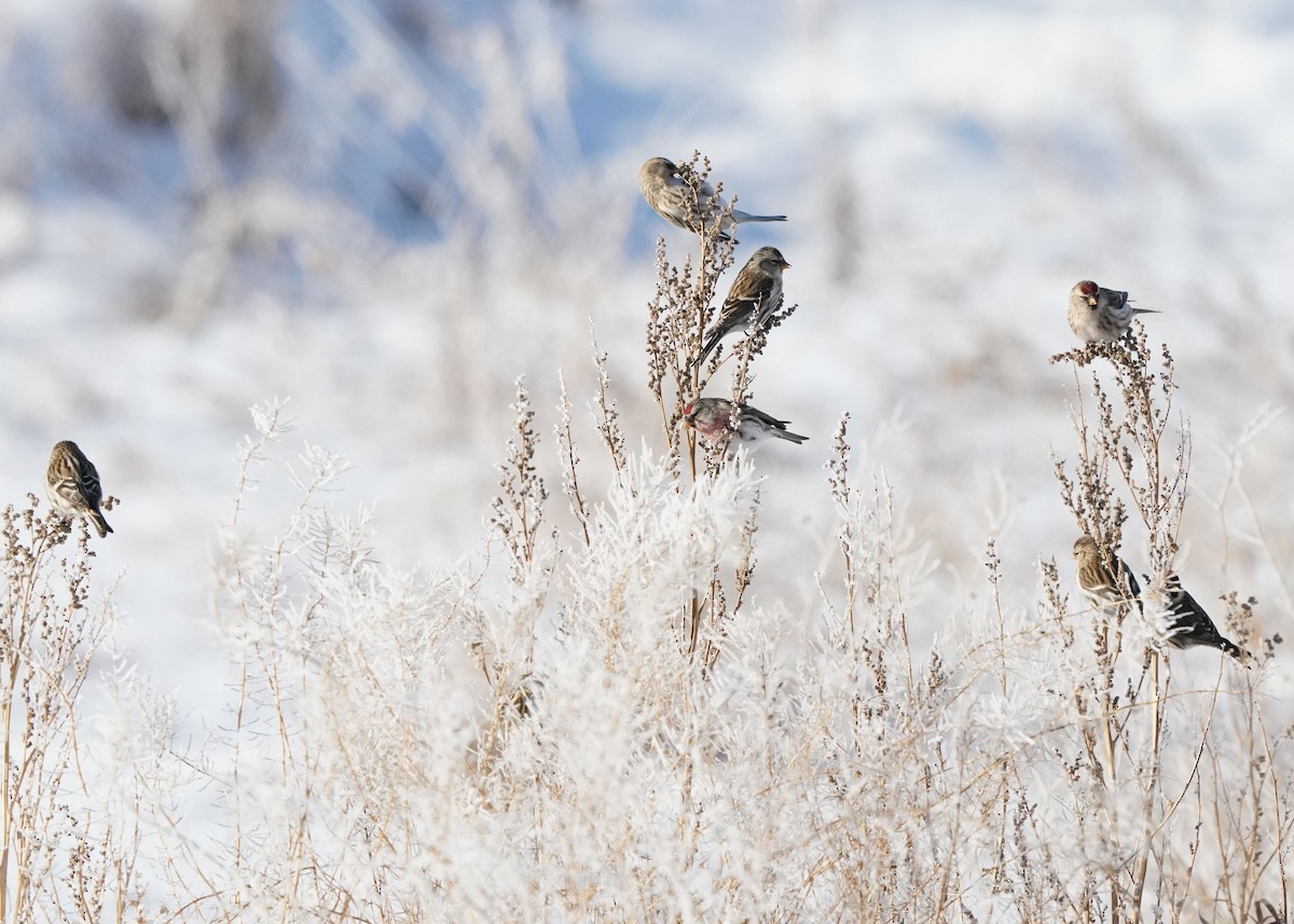 Redpoll - ML646440926