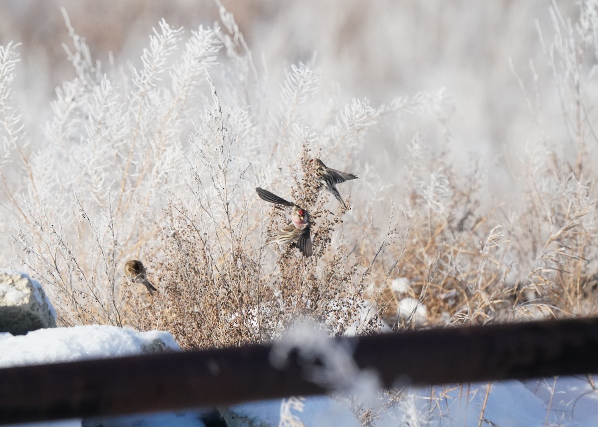 Redpoll - ML646440927