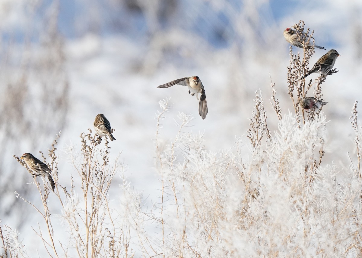 Redpoll - ML646440928