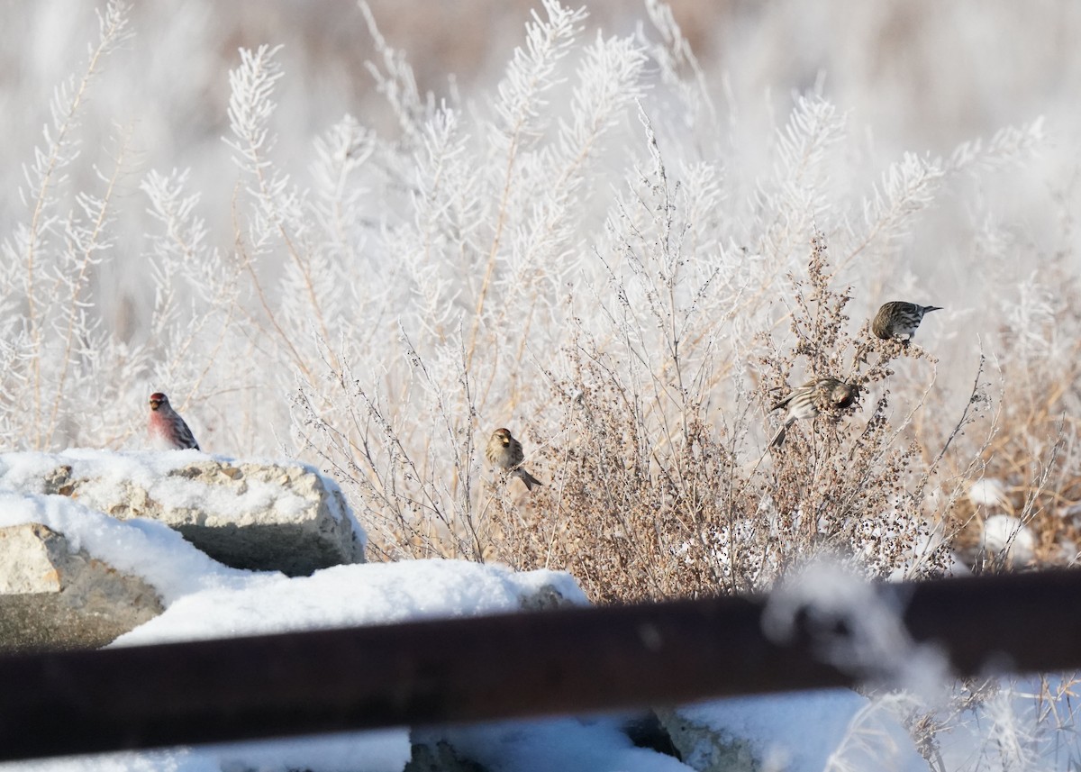 Redpoll - ML646440929