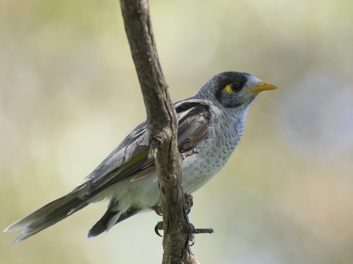 medosavka hlučná - ML646440930