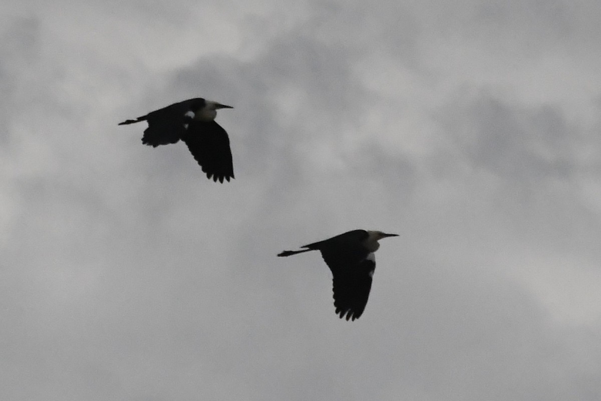 シロガシラサギ - ML646440931