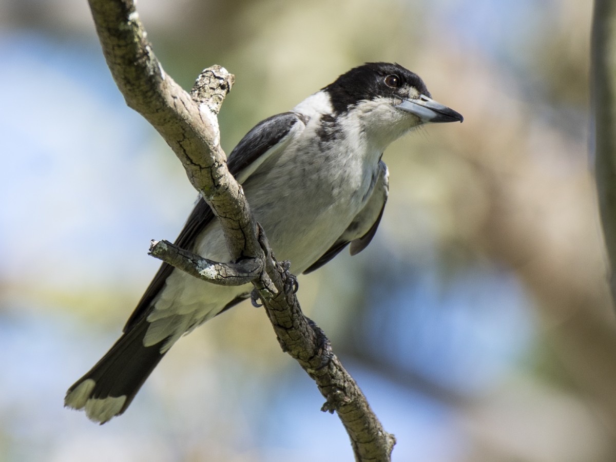 flétňák šedohřbetý - ML646440932