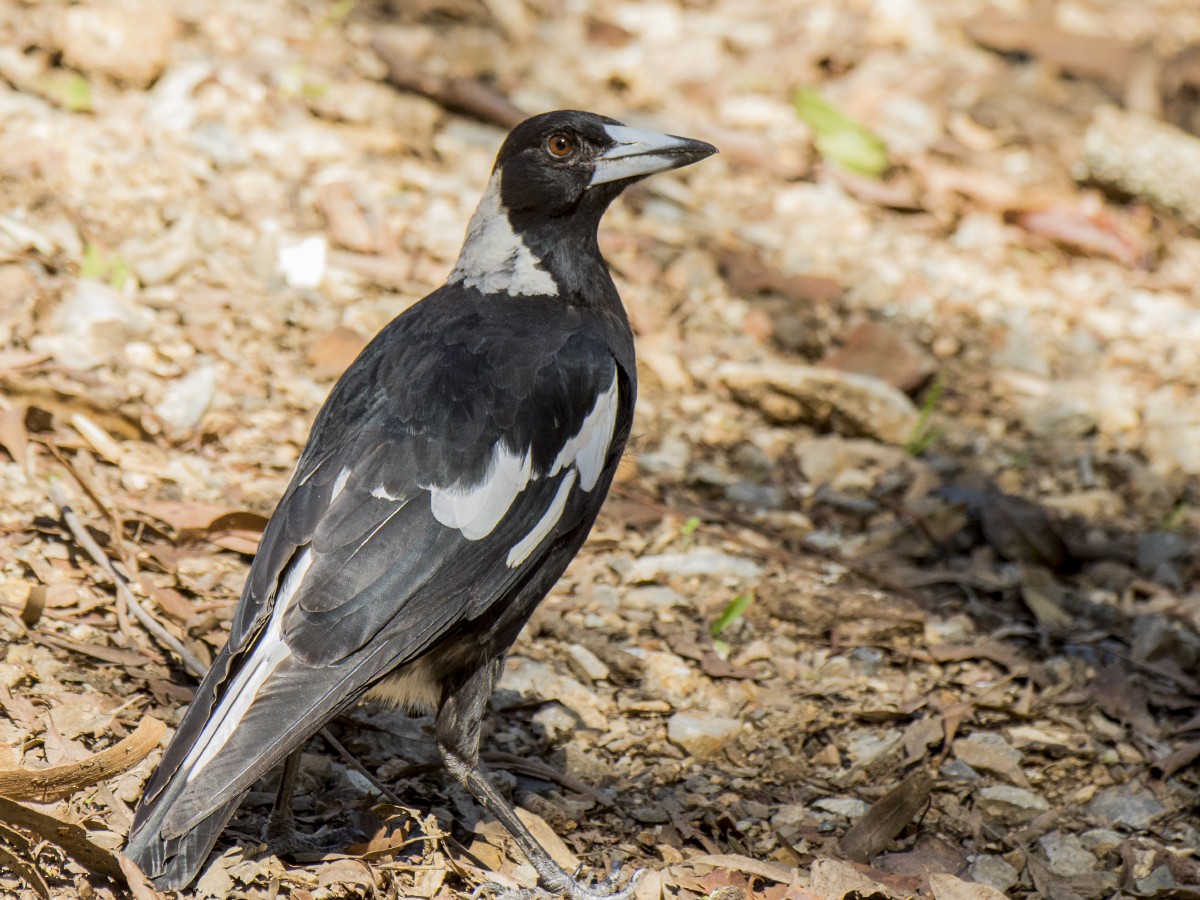 flétňák australský [skupina tibicen] - ML646440933