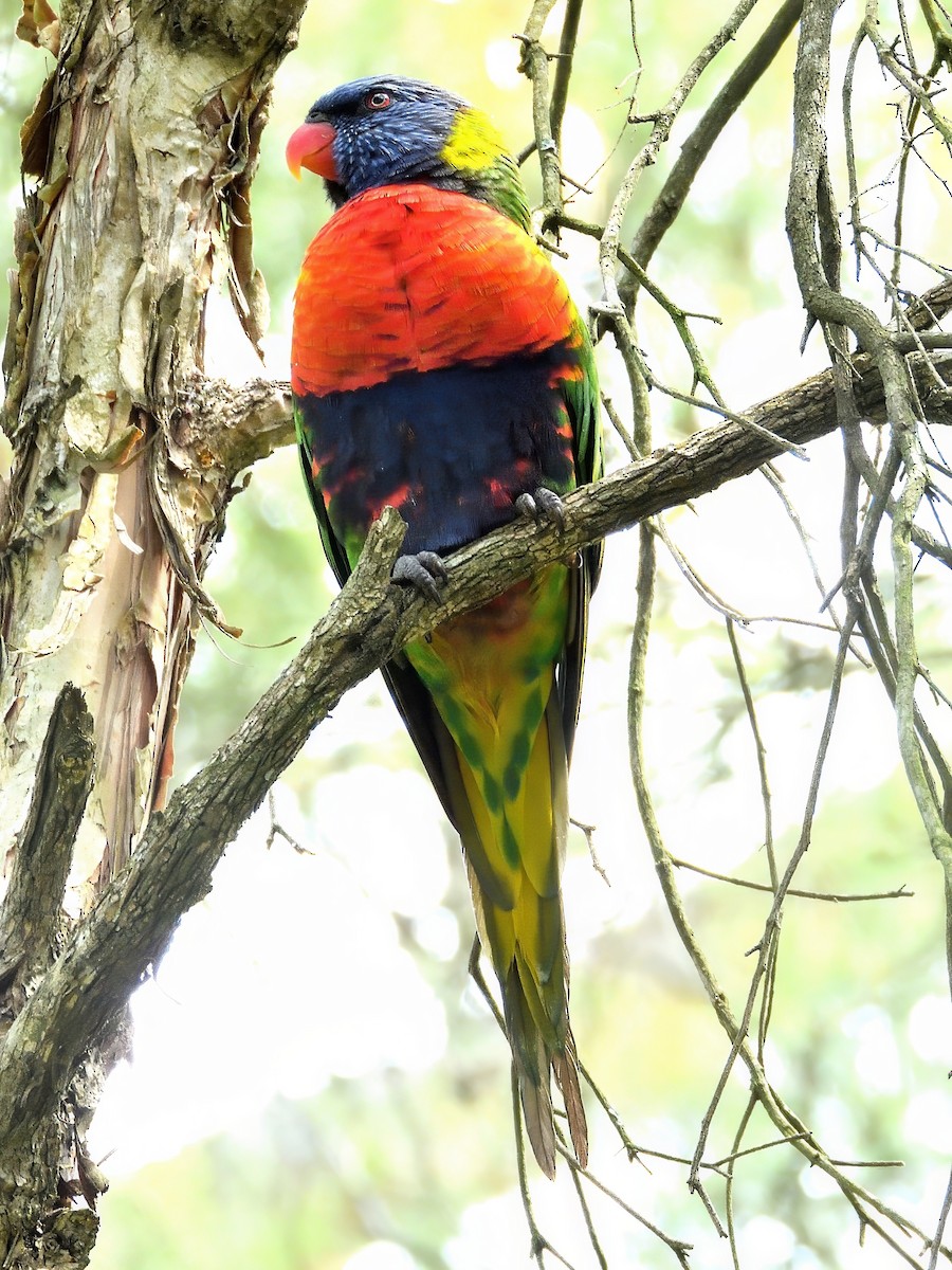 オーストラリアゴシキセイガイインコ - ML646440935