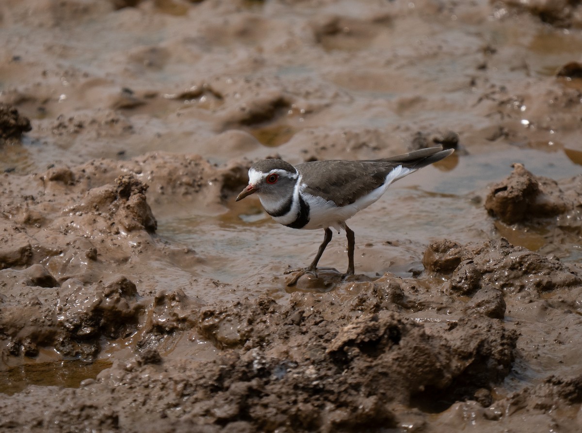 ミスジチドリ - ML646440936