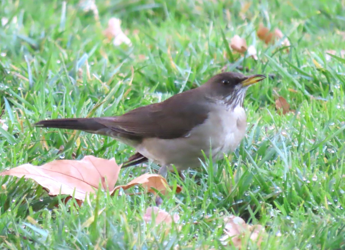 drozd krémovobřichý - ML646440937