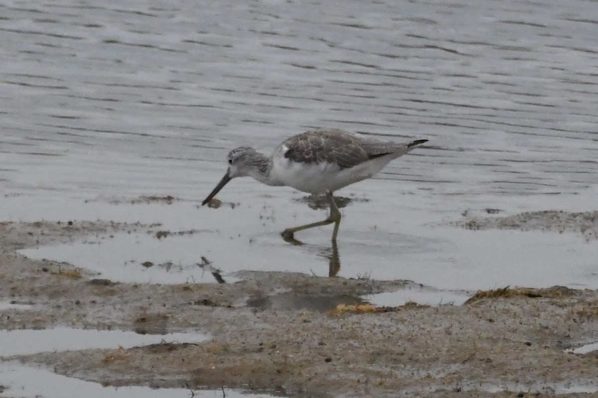 アオアシシギ - ML646440938