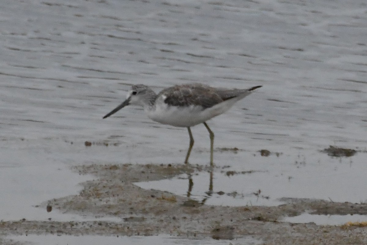 アオアシシギ - ML646440939