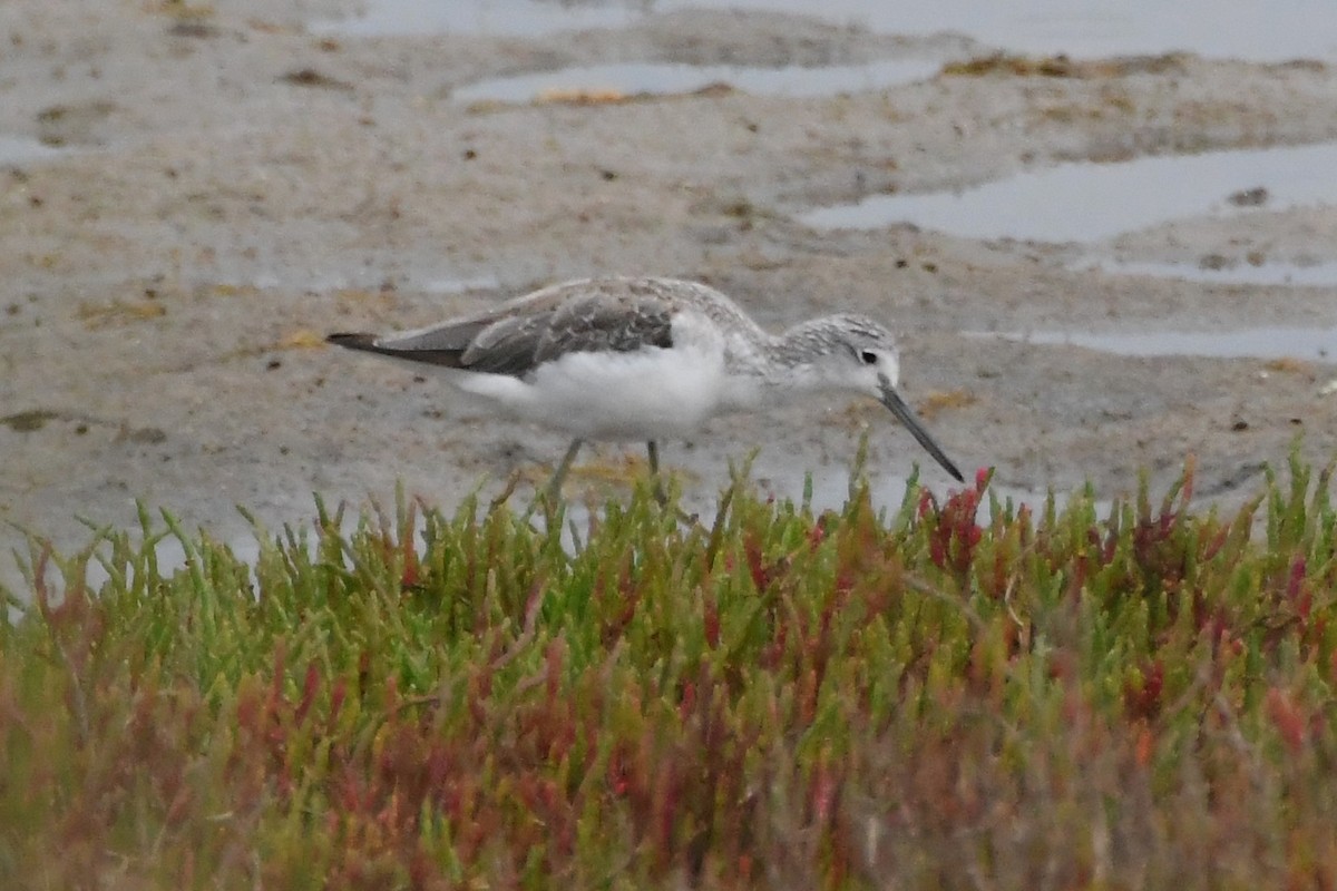 アオアシシギ - ML646440941