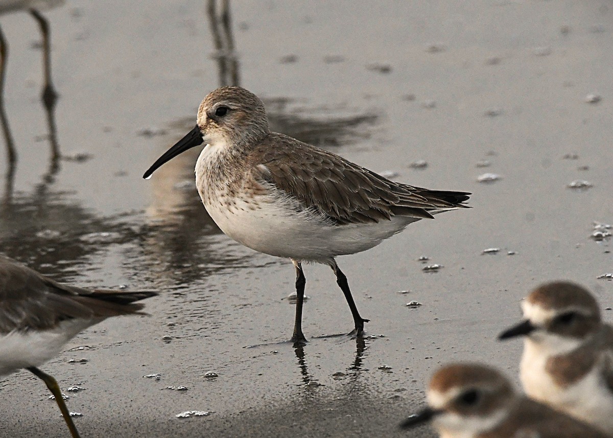 Хар элсэг - ML646440942