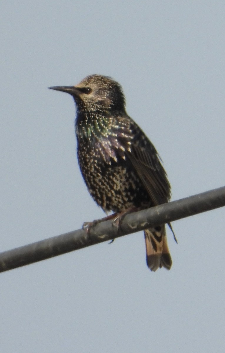 European Starling - ML646440943