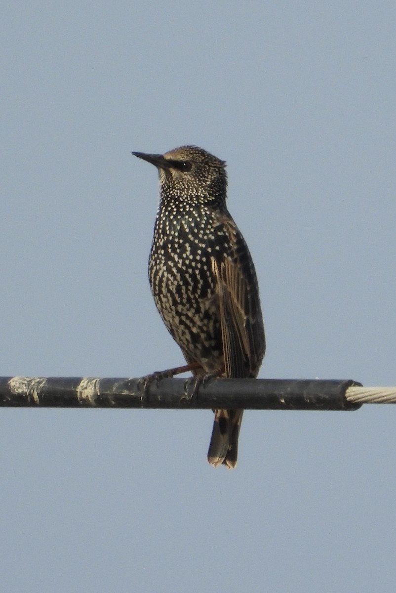 European Starling - ML646440944