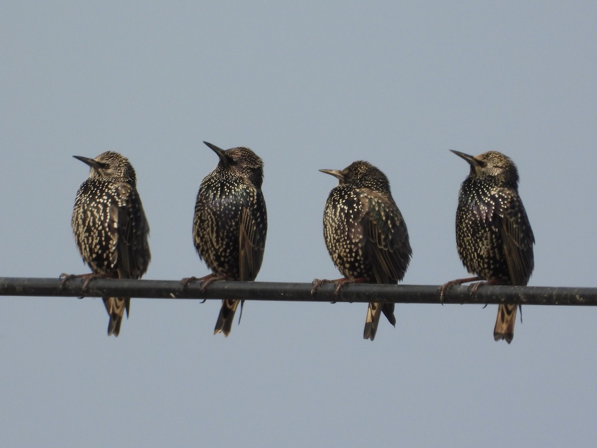 European Starling - ML646440945