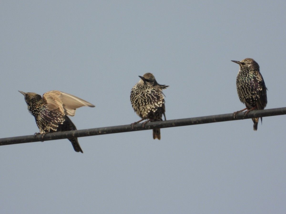 European Starling - ML646440946