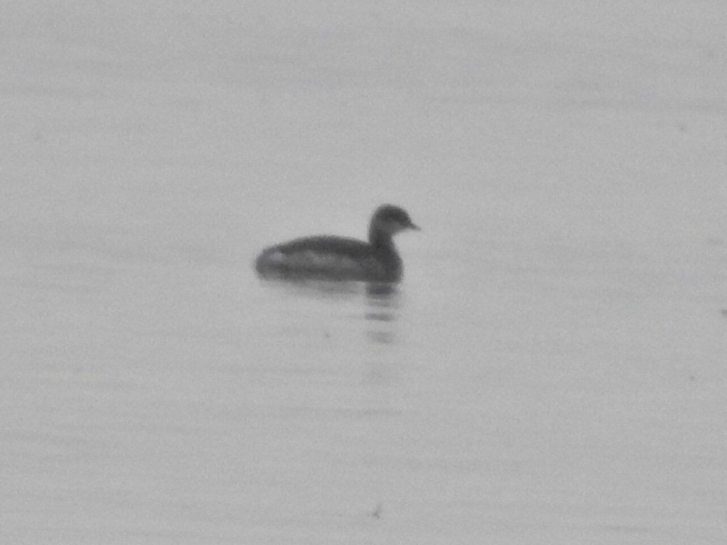 Horned Grebe - ML646440947