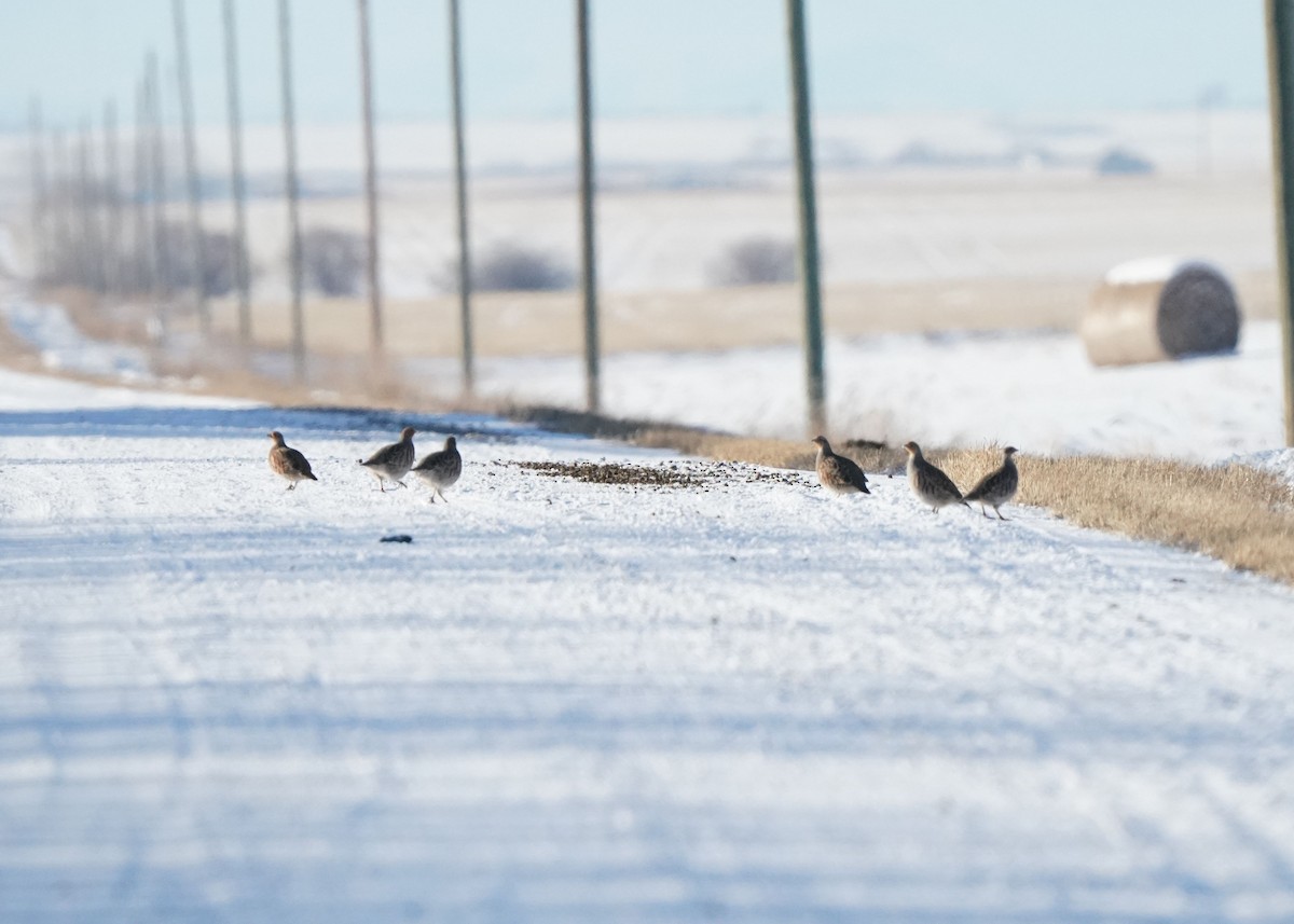 Gray Partridge - ML646440948