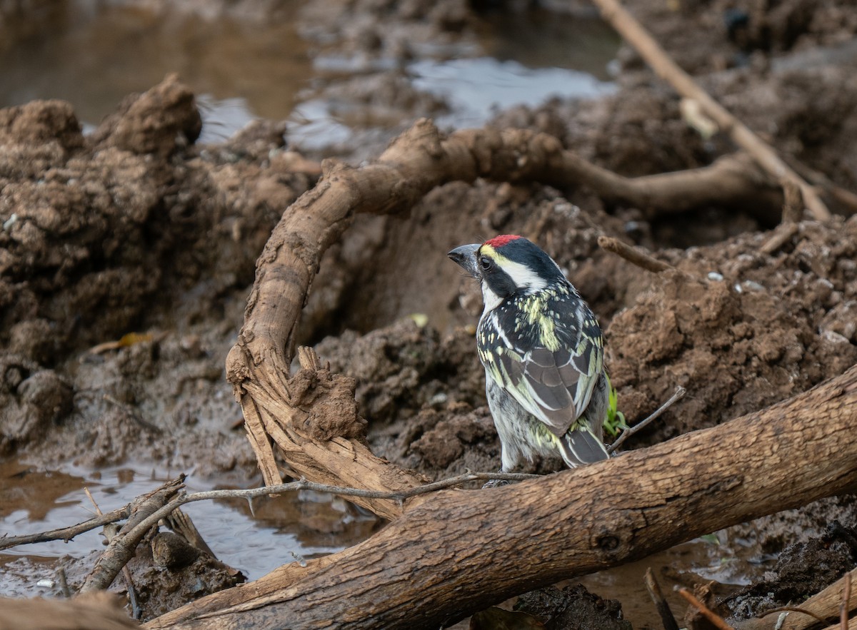Pied Barbet - ML646440950