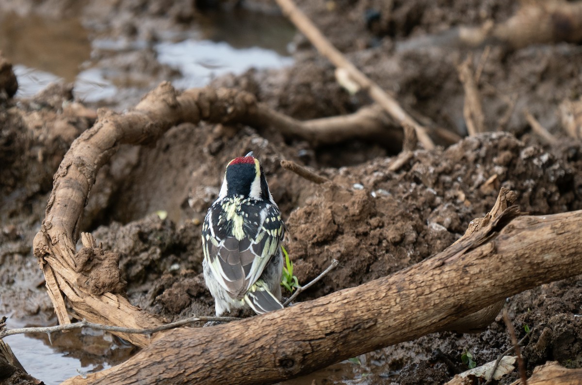 Pied Barbet - ML646440951