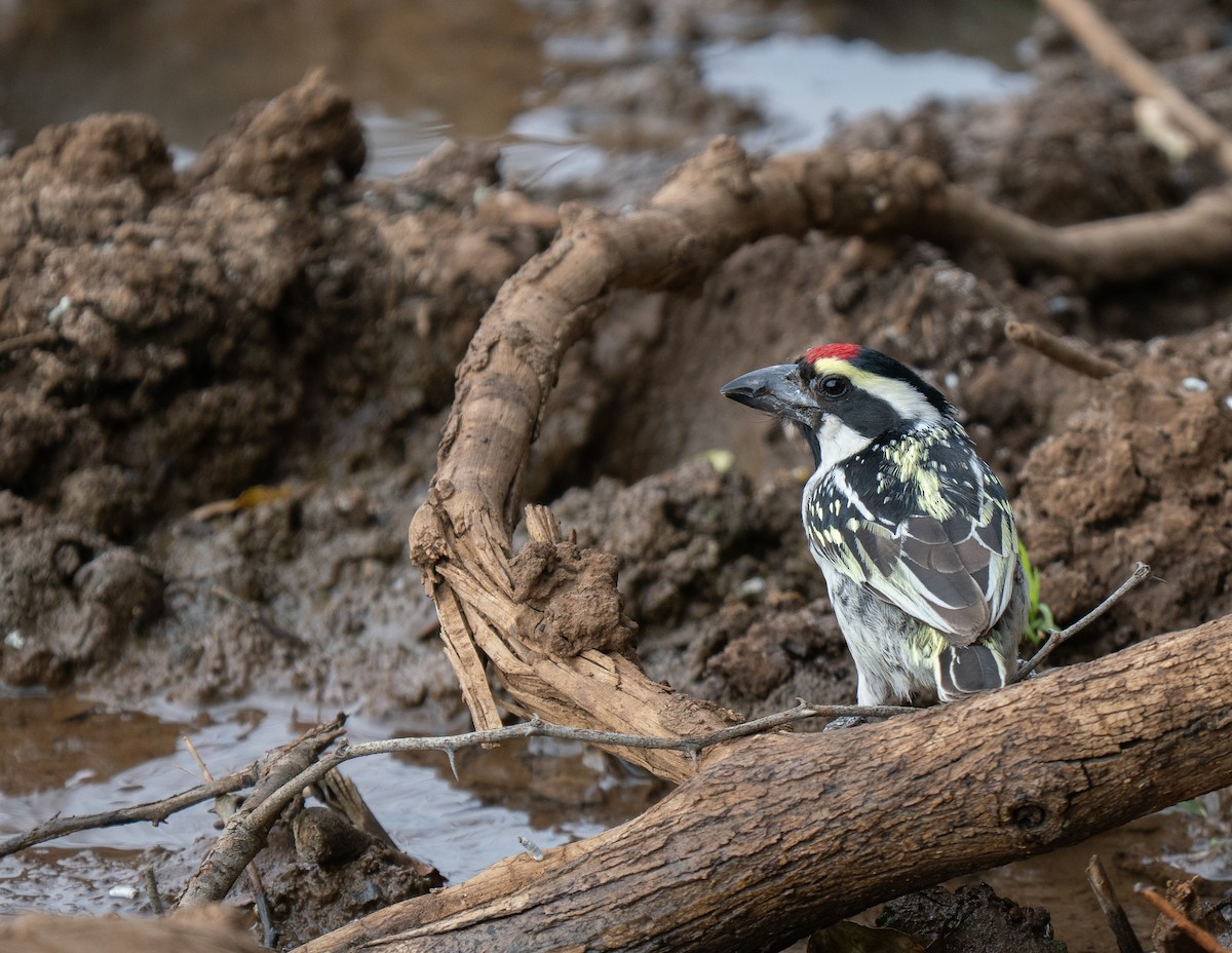 Pied Barbet - ML646440952