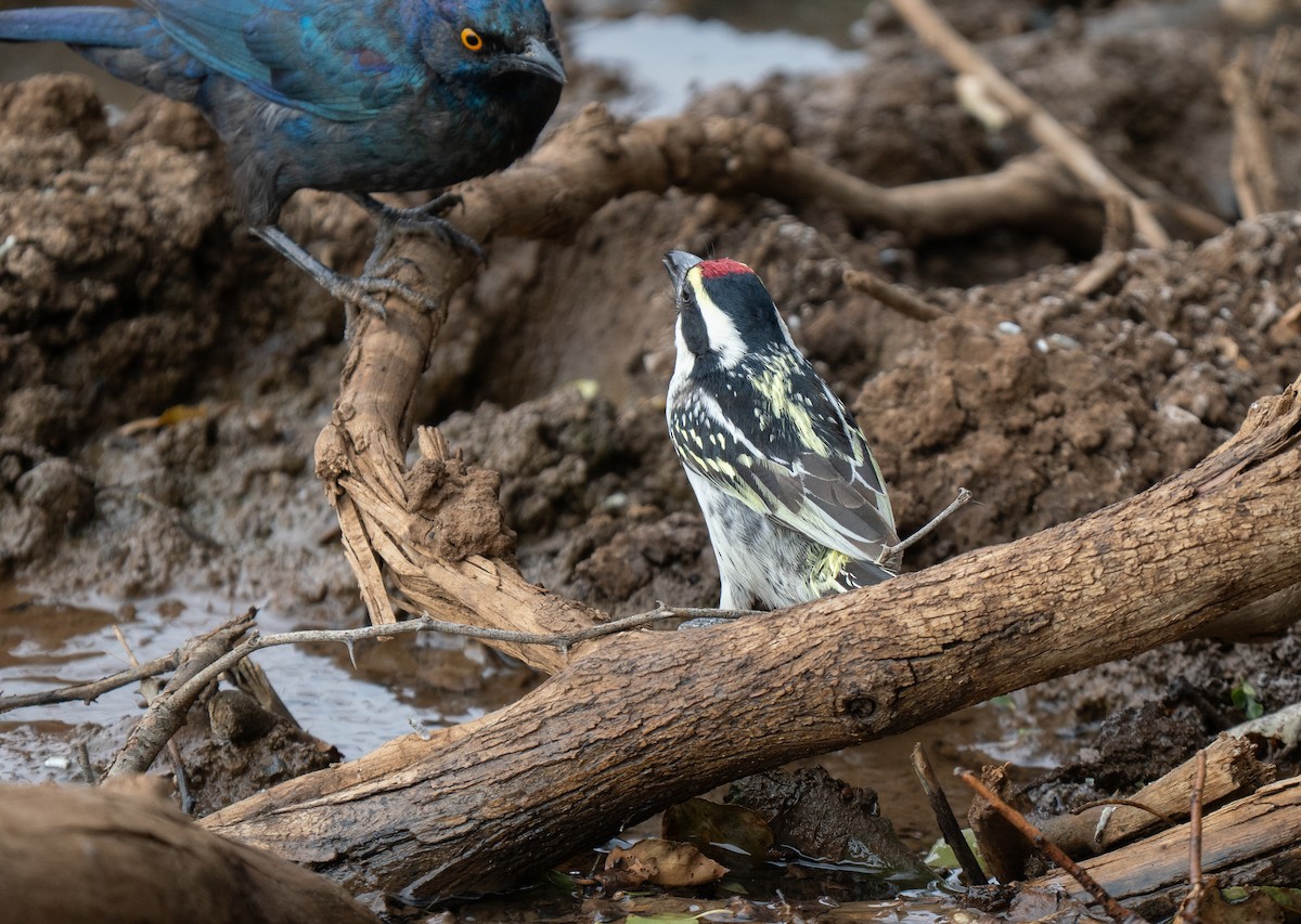 Pied Barbet - ML646440953