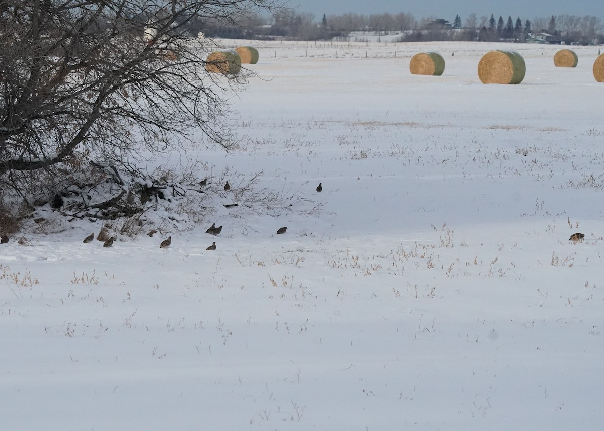 Gray Partridge - ML646440955