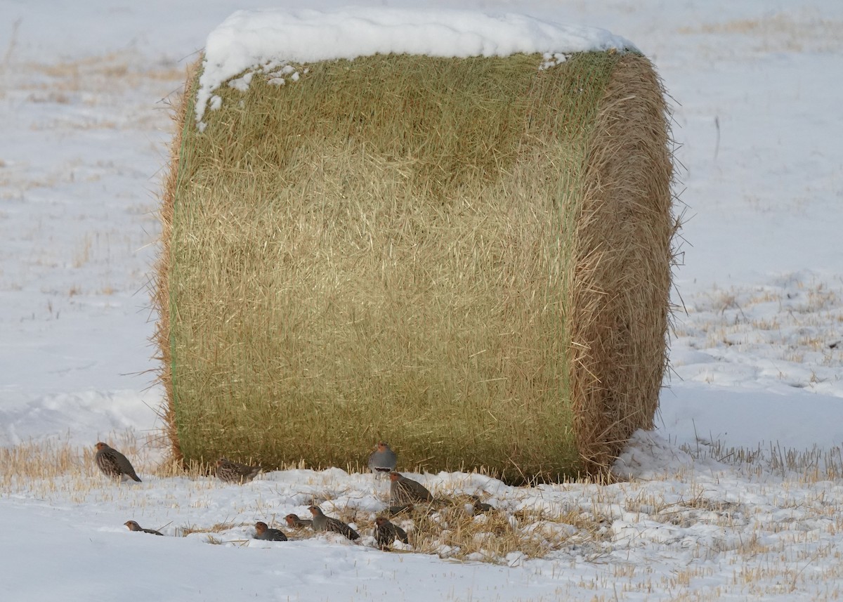 Gray Partridge - ML646440956
