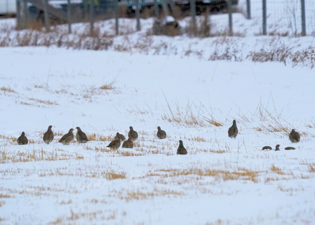 Gray Partridge - ML646440957